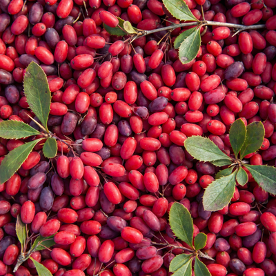 Berberine